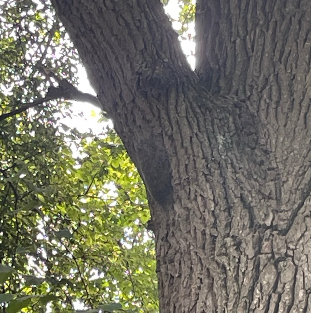 Giftköder-Eichenprozessionsspinner Larven-Profilbild