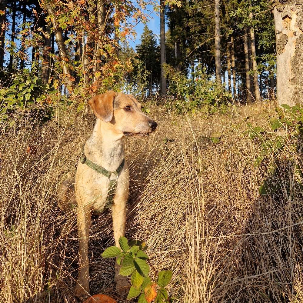Hundetreffen-Wanderung/Spaziergang /Hunde spielen/neue leute Kennenlernen-Profilbild