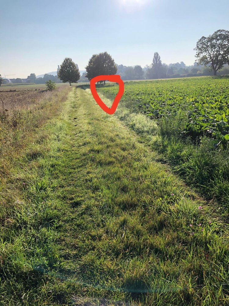 Giftköder-Toter Fuchs-Profilbild