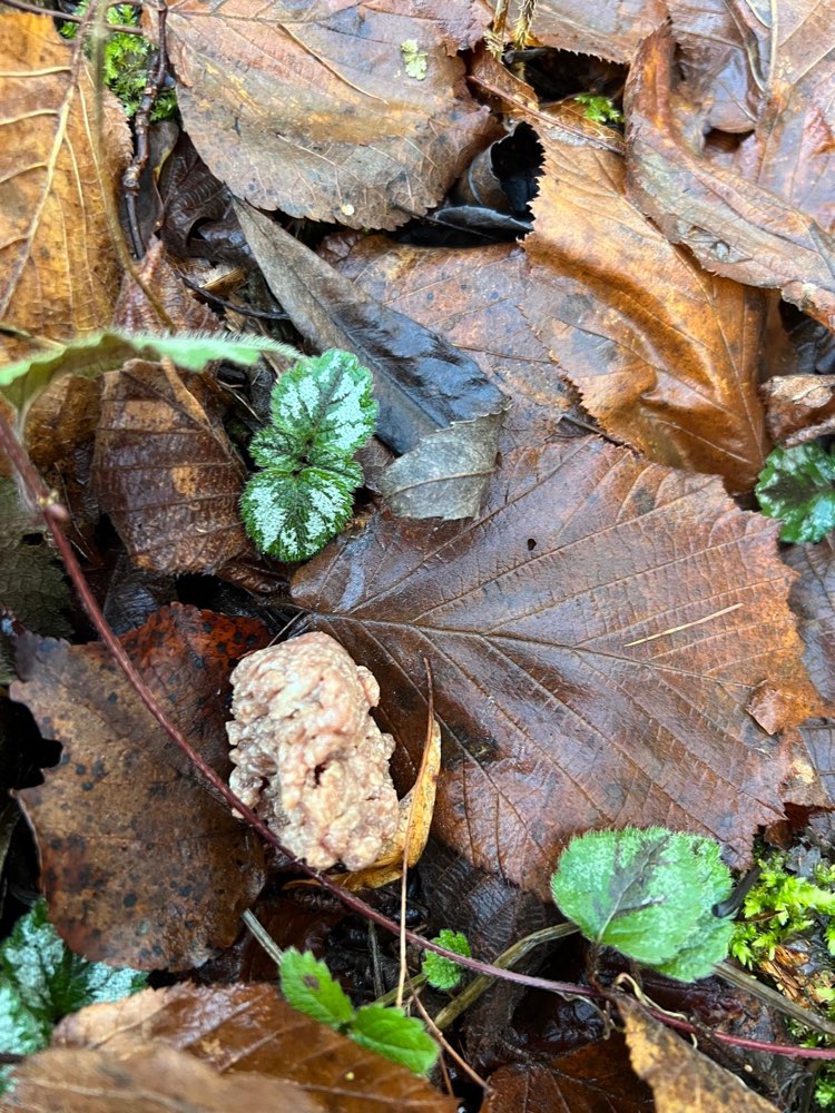 Giftköder-Möglicher Giftköder-Profilbild
