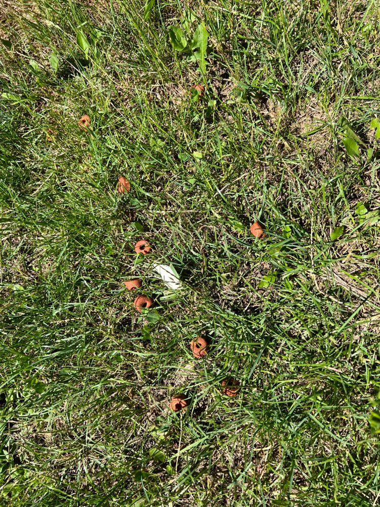 Giftköder-Frolistückchen (fraglicher Giftköder)-Profilbild