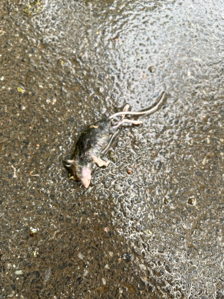 Giftköder-Tote Mäuse - Verdacht auf Gift-Profilbild