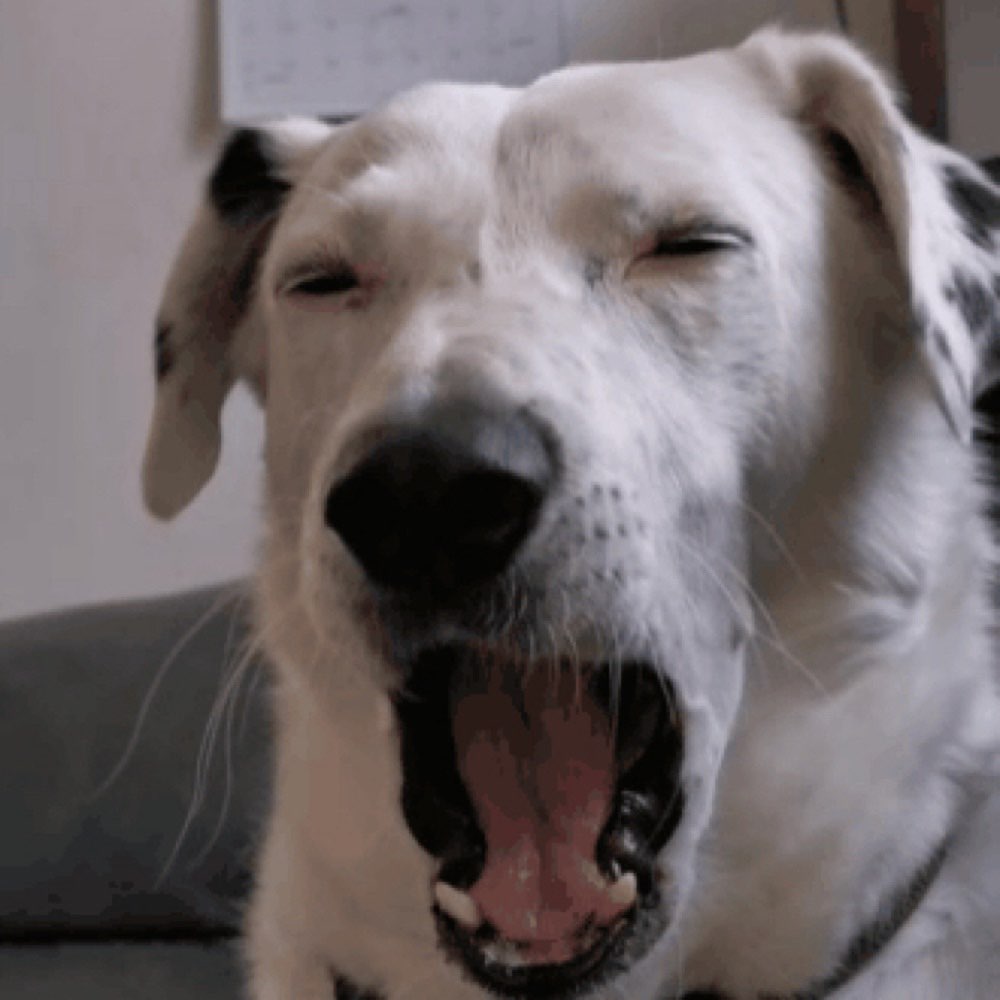 Hundetreffen-Hundewiese Oberwerth-Profilbild