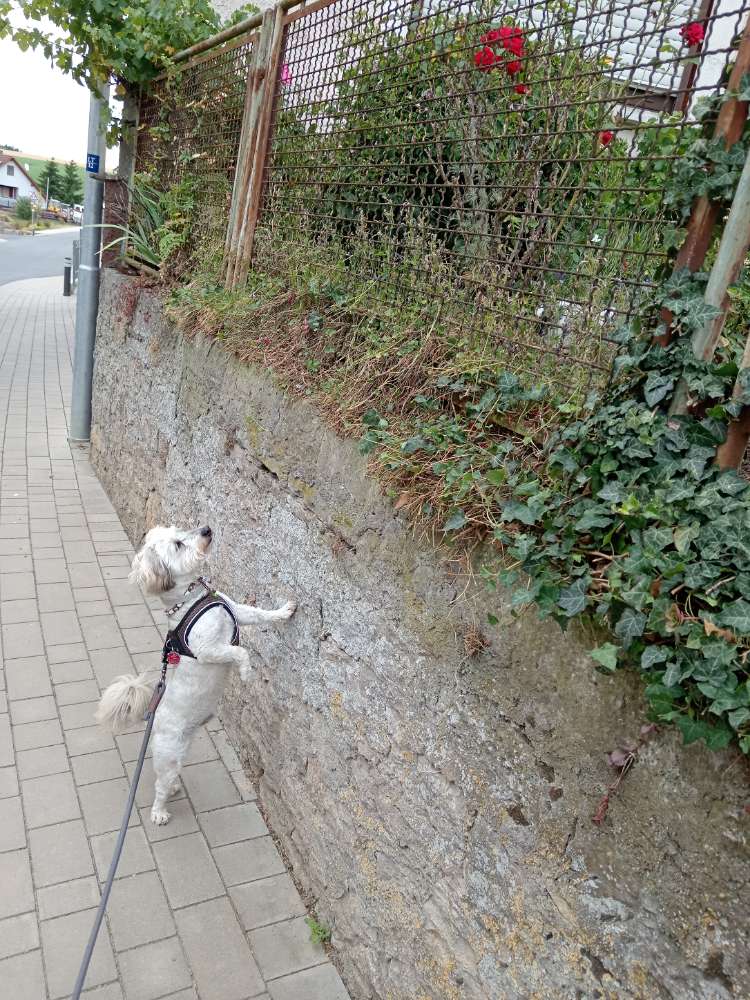 Hundetreffen-Gemeinsame entspannte Gassirunden-Profilbild