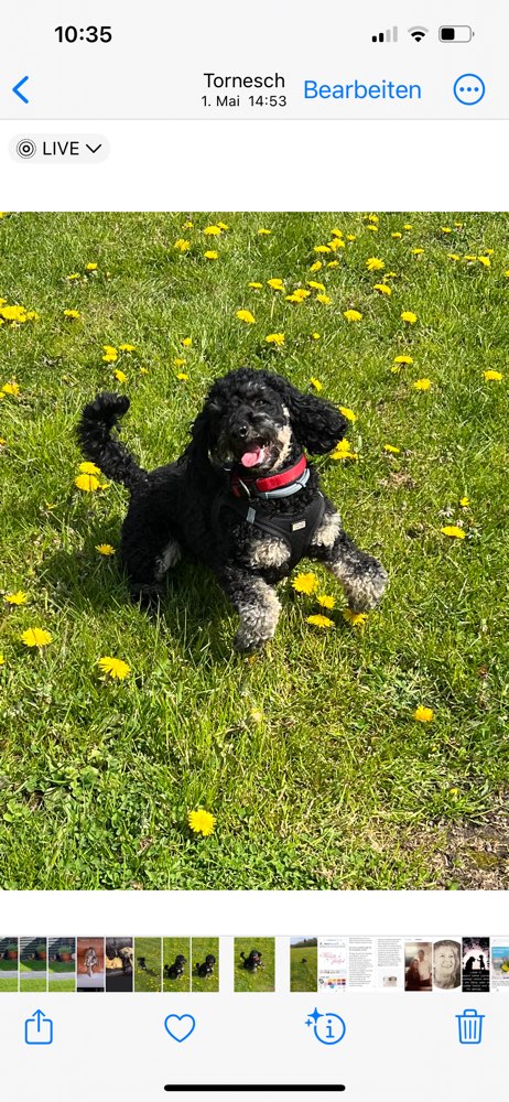 Hundetreffen-Gemeinsam Spazieren gehen und Spaß haben-Profilbild