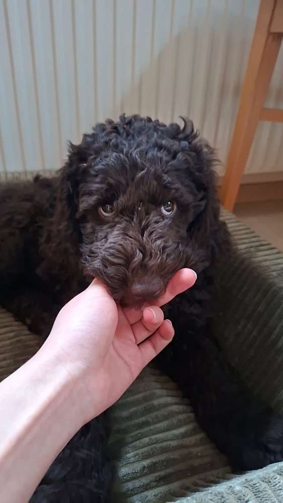 Hundetreffen-3 Monate altes Großpudelwelpenmädchen sucht Spielgefährten-Profilbild