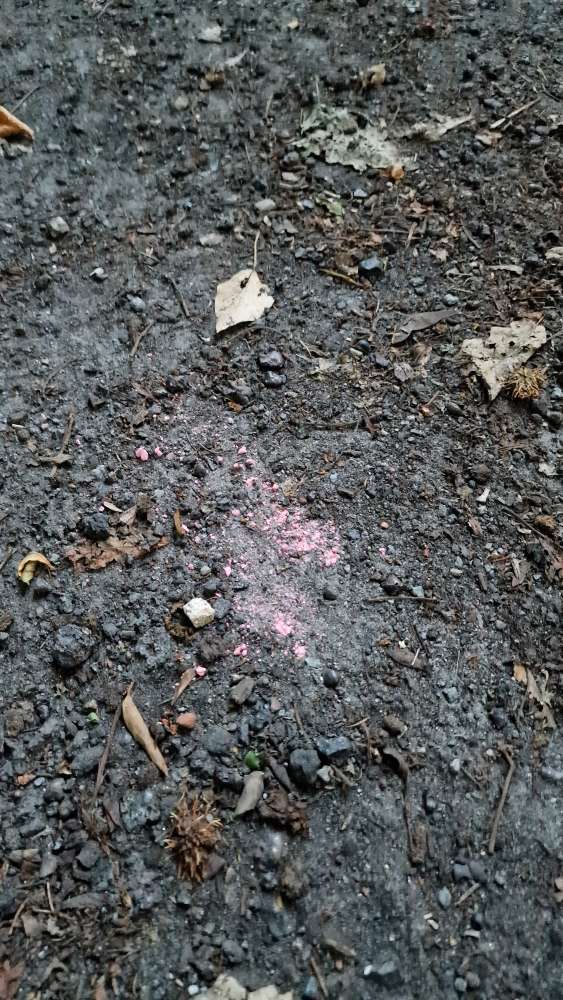 Giftköder-Pinkes Pulver-Profilbild