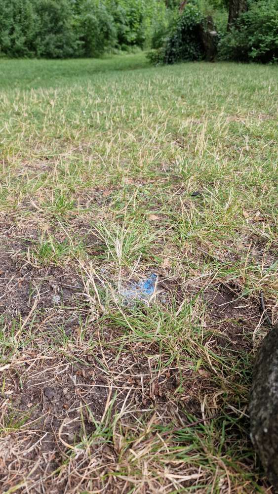 Giftköder-Mögliches Gift-Profilbild