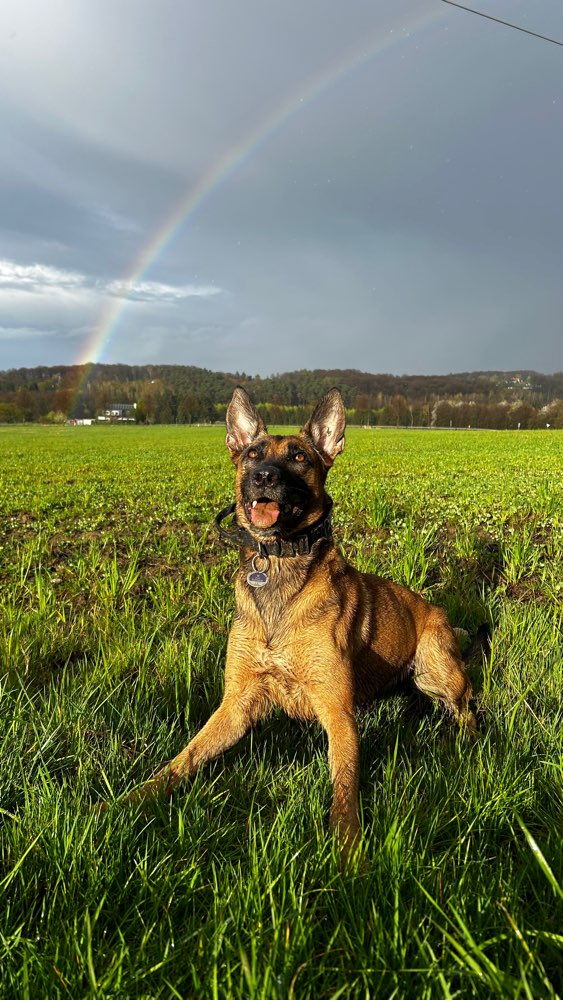 Hundetreffen-Social Walk und das "Spielen üben"-Profilbild