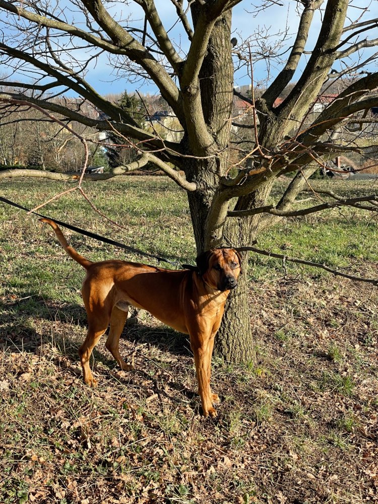 Hundetreffen-Ridgeback-Rüde sucht Spielgefährtin-Profilbild