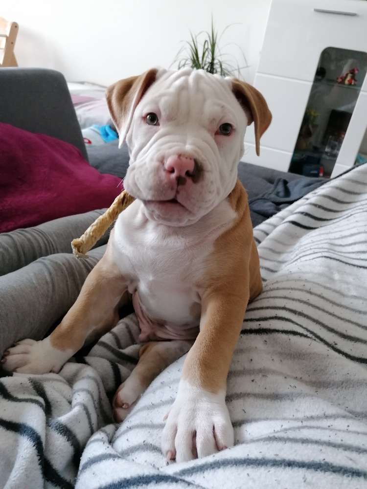 Hundetreffen-Welpen/Junghunde Spielrunde-Profilbild