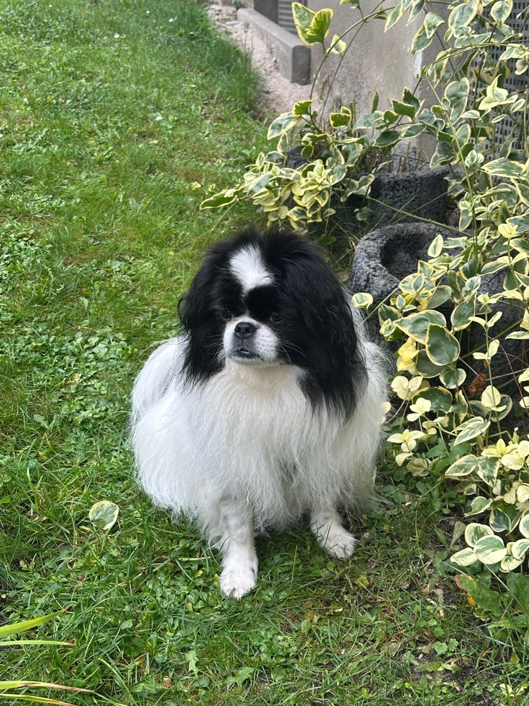 Hundetreffen-Hundebekanntschaften für kleinere Hunde-Profilbild