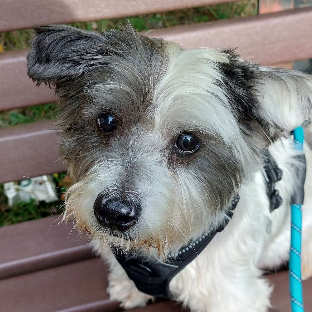 Hundetreffen-Gemeinsames Gassigehen-Profilbild