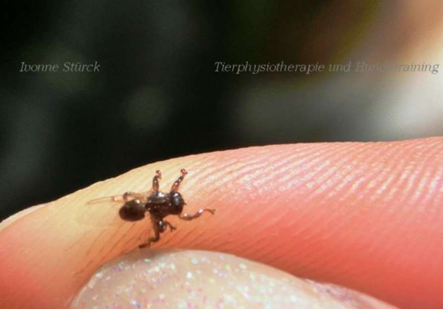 Giftköder-Lausfliegen-Profilbild