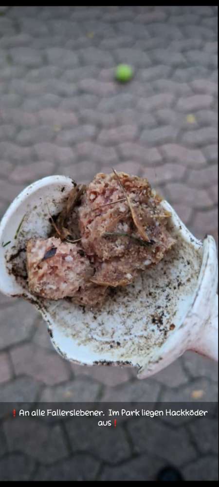 Giftköder-Hackfleischköder-Profilbild