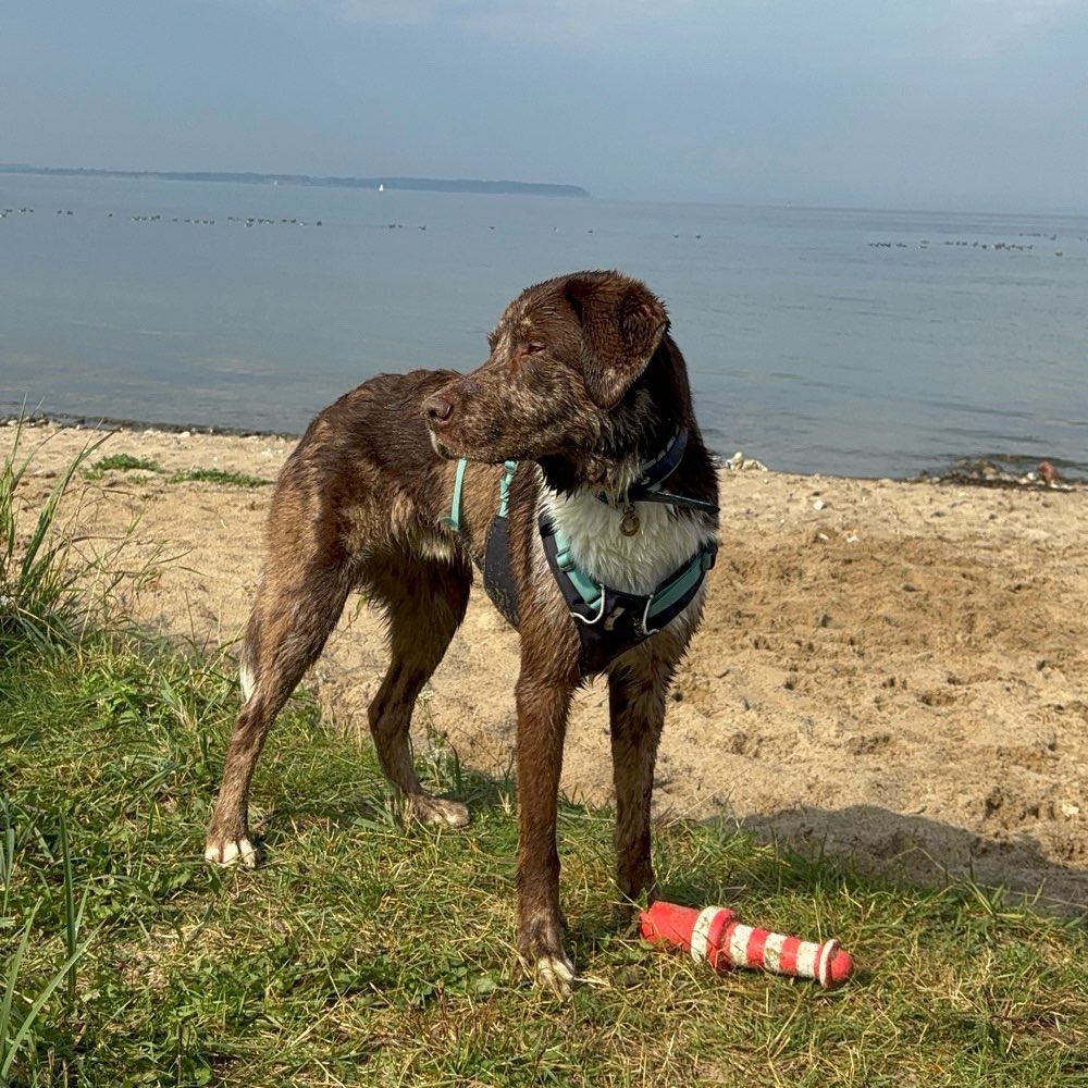 Hundetreffen-Spaziergang / Training / Playdate-Profilbild