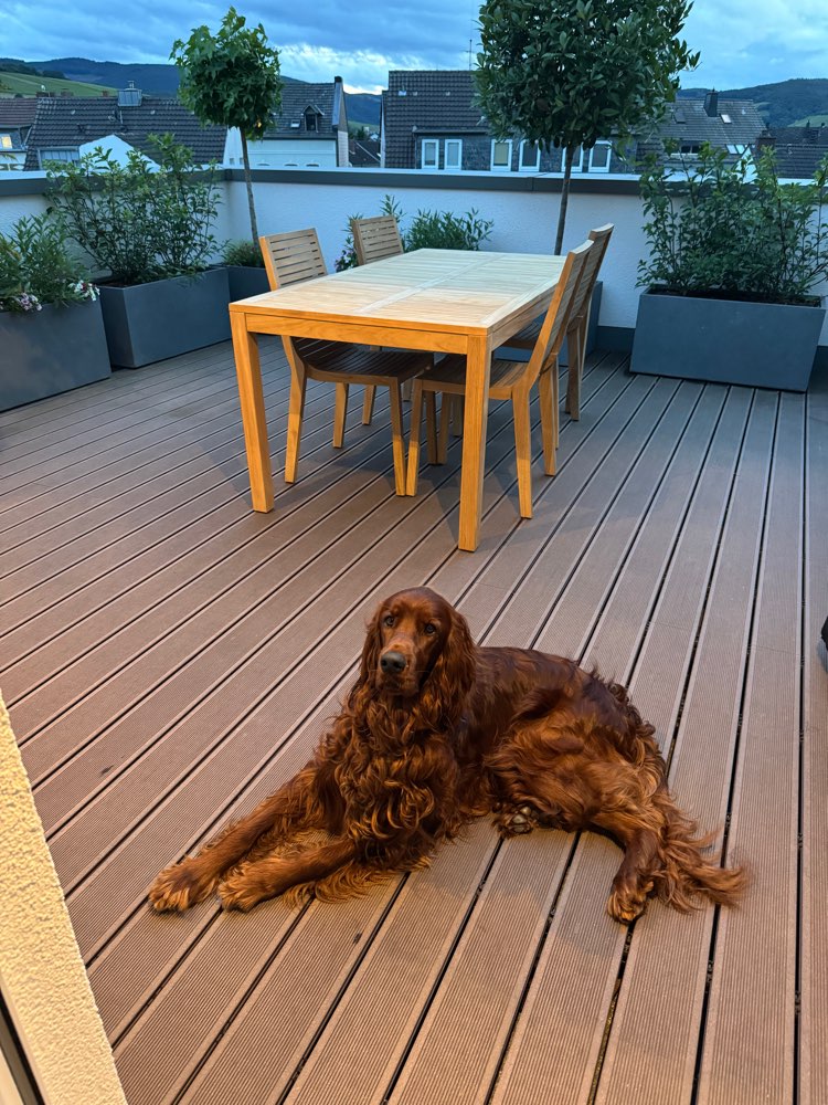 Hundetreffen-Valentin sucht ein Spielgefährte-Profilbild