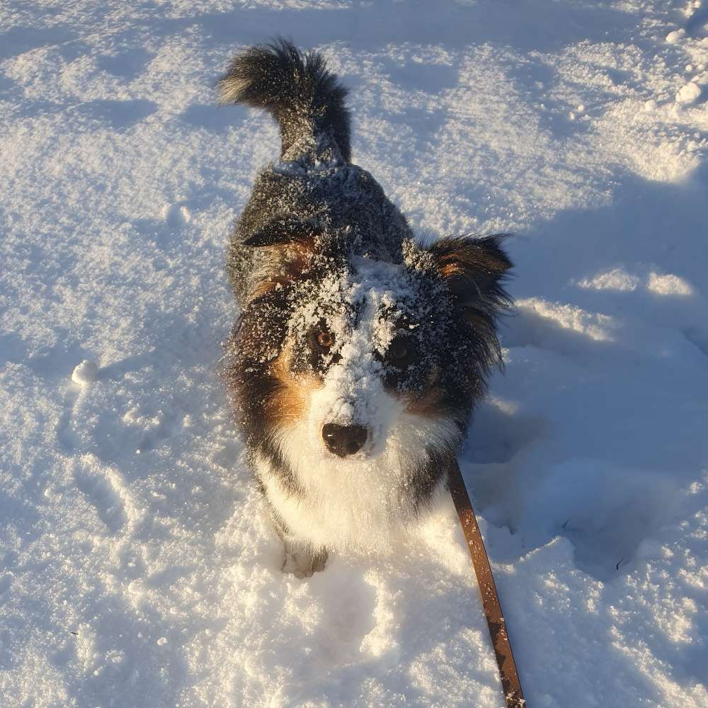 Hundetreffen-Hundebegegnung üben, Ruhiger Spaziergang-Profilbild