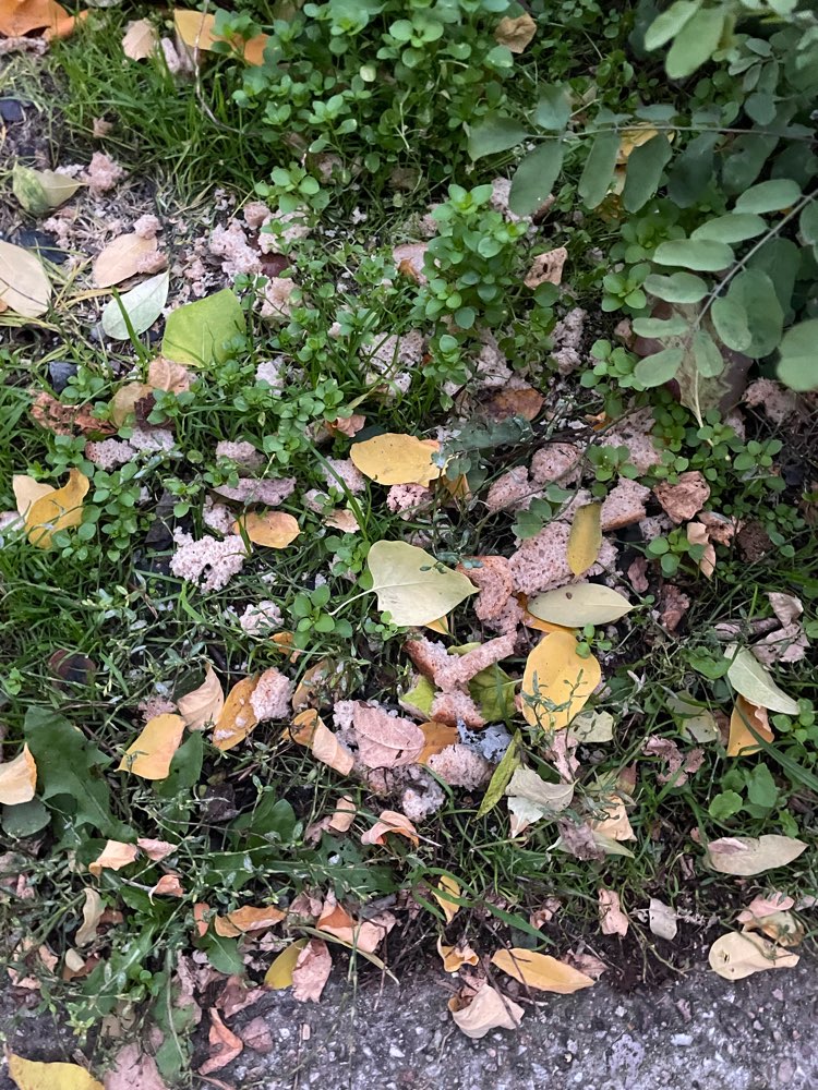 Giftköder-Giftköder-Profilbild