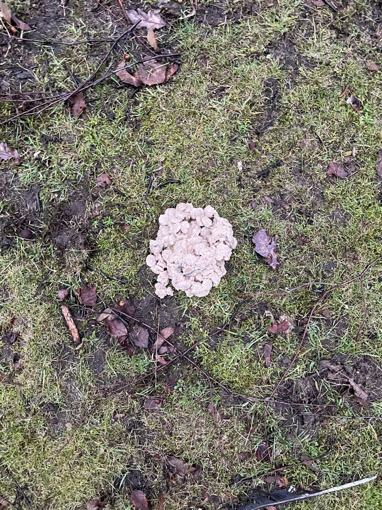 Giftköder-Eventueller Giftköder-Profilbild