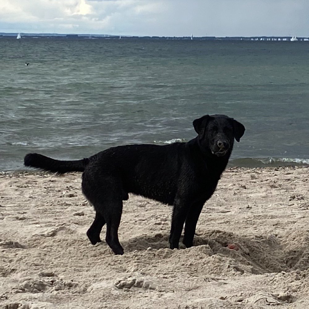 Hundetreffen-Hundefreund gesucht-Profilbild