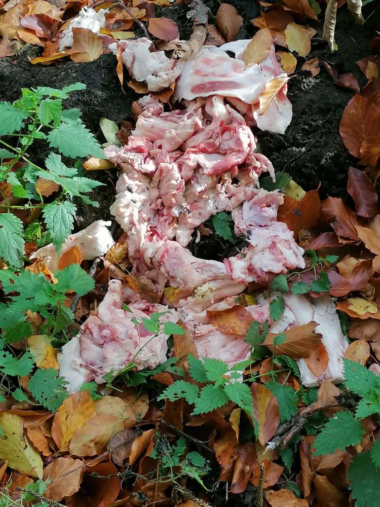 Giftköder-Fleischreste-Profilbild