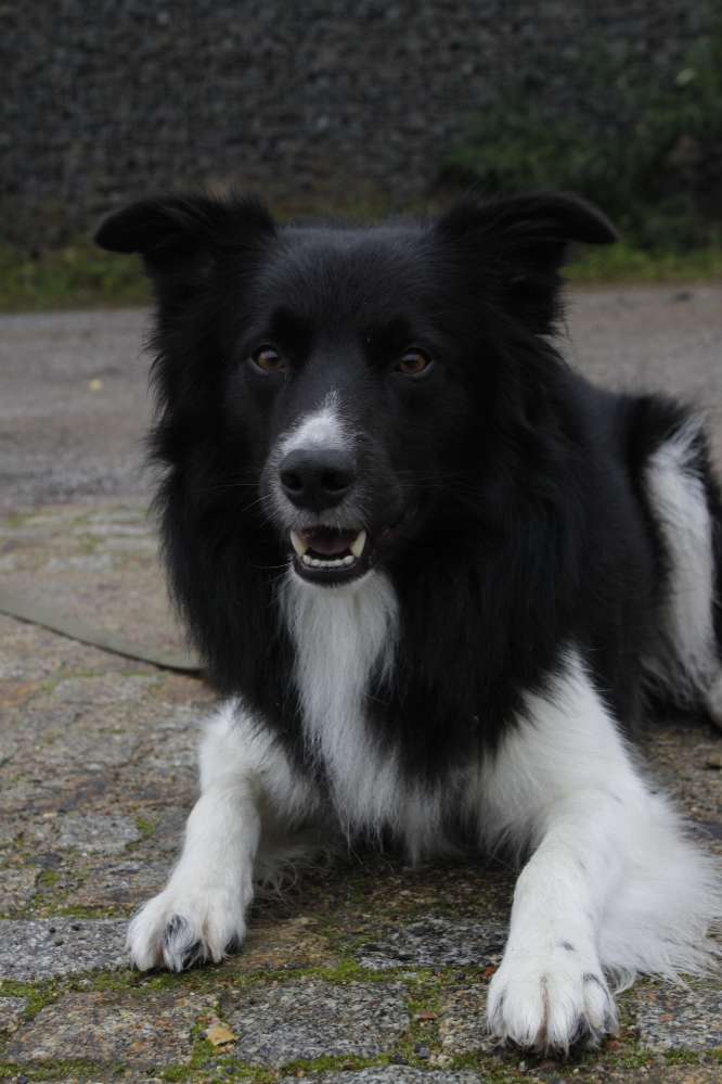 Hundetreffen-Ein Buddy für Snati-Profilbild