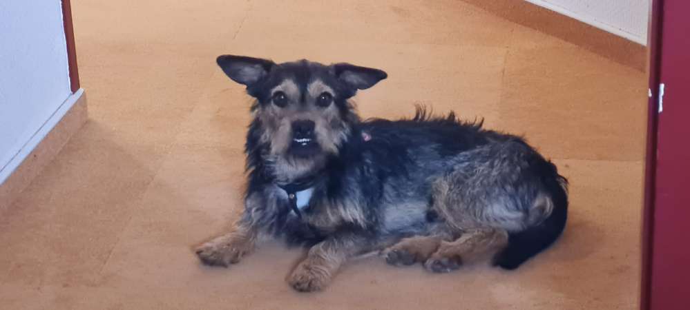 Hundetreffen-Treffen-Profilbild