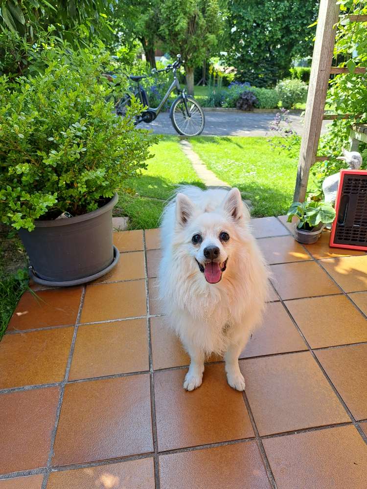 Hundetreffen-Gassitreffen-Profilbild