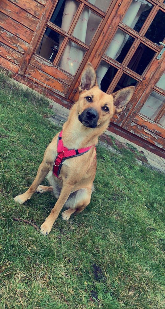 Hundetreffen-Spielerunden in Neumünster-Profilbild