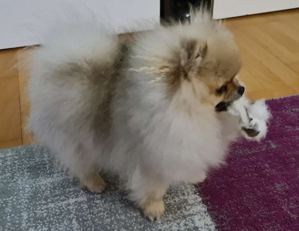 Hundetreffen-Spiel und Gassi Partner-Profilbild