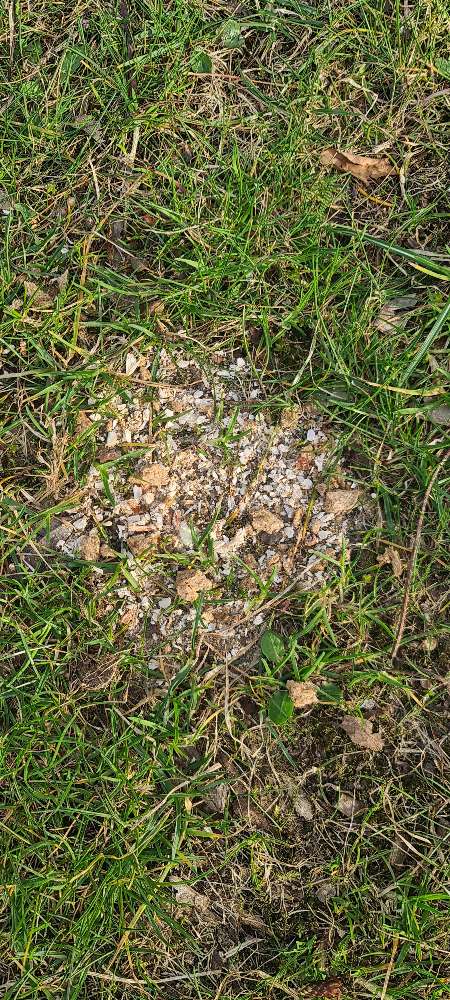 Giftköder-.-Profilbild