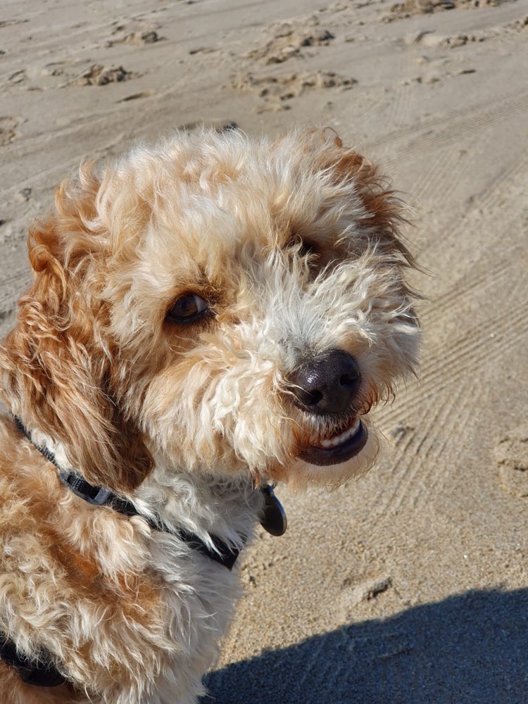 Hundetreffen-Spielrunden Lippeauen Hervest-Profilbild