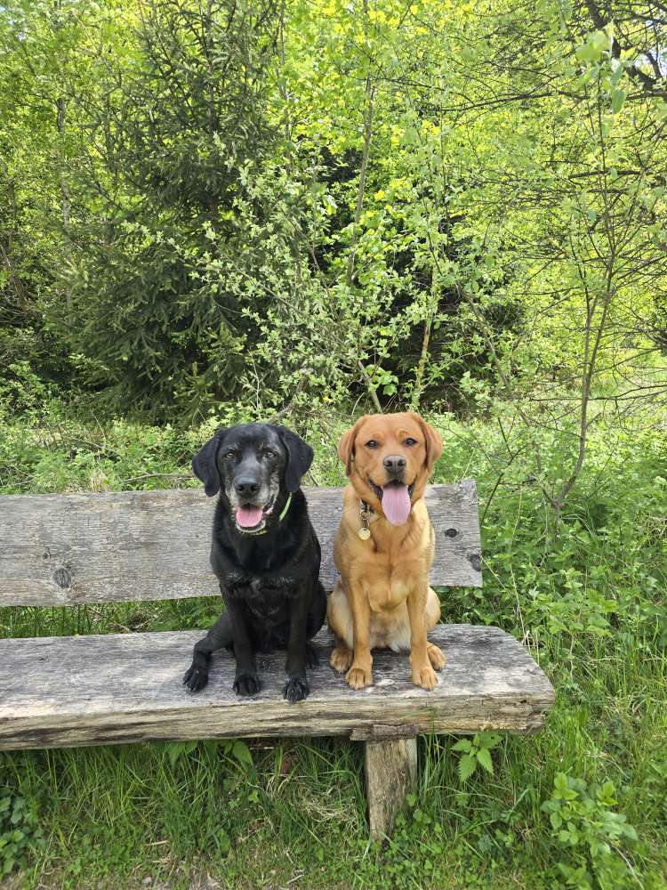 Hundetreffen-Gemeinsames Training - Sozialwalk - Neuried/Forstenriederpark-Profilbild