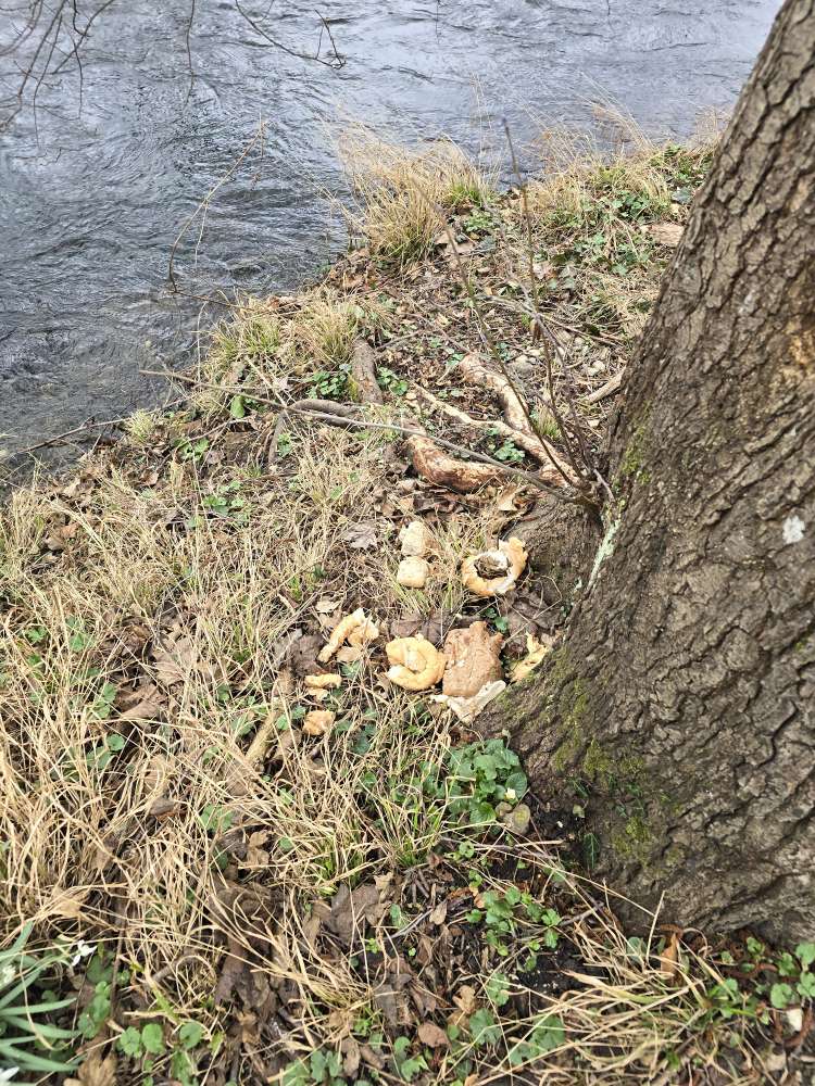 Giftköder-Brot an der Würm-Profilbild