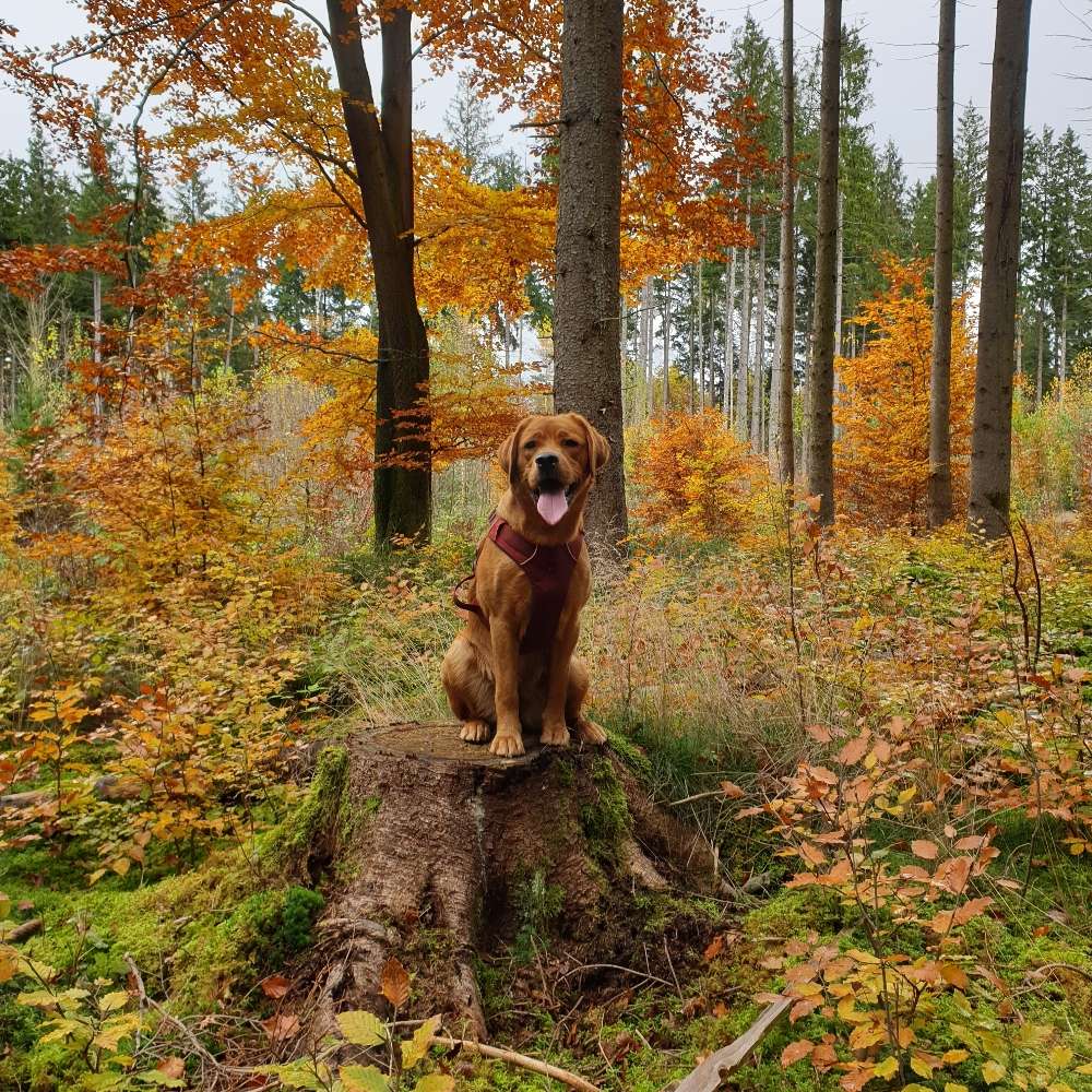 Hundetreffen-Hundetreff Hadern, Neuried, Forstenriederpark, Planegg (flexibel)-Profilbild