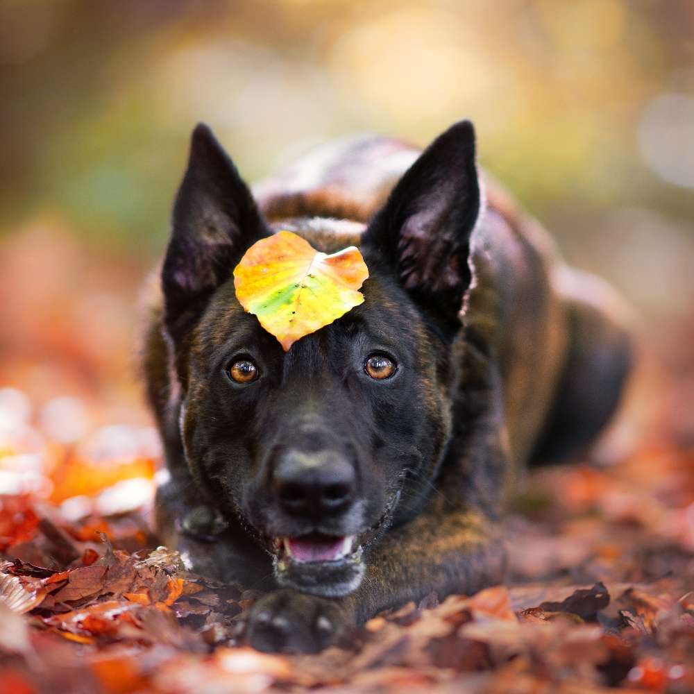 Hundetreffen-Hundefreundin gesucht-Profilbild