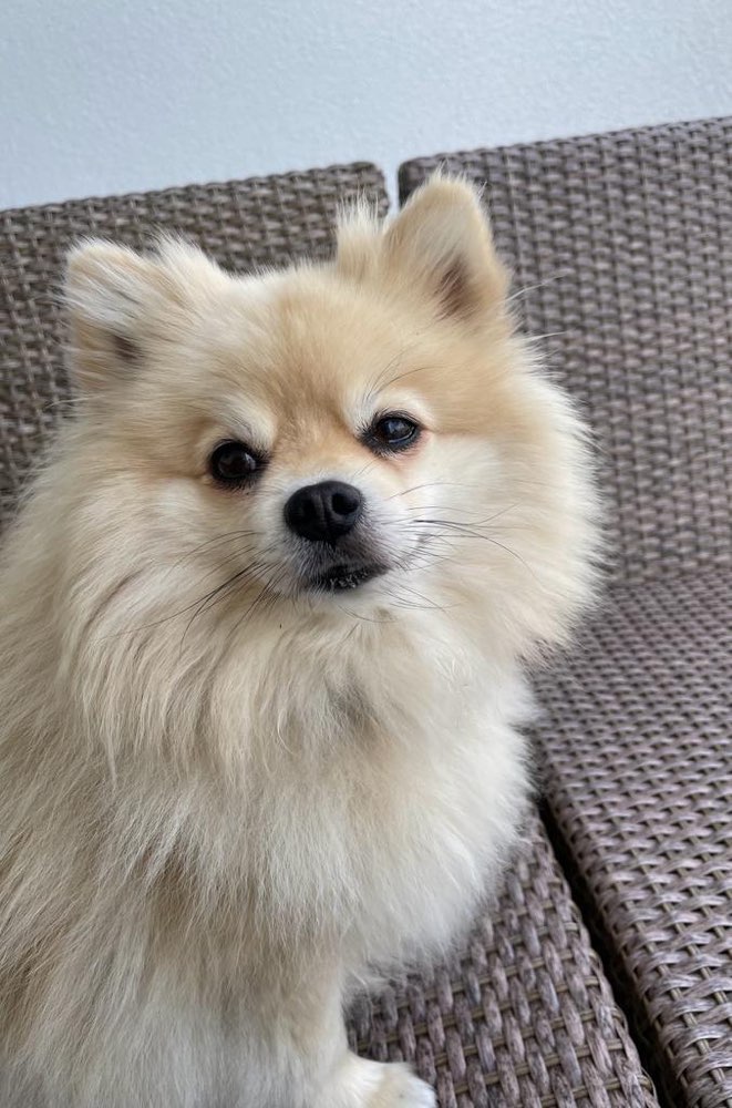 Hundetreffen-Spaziergang mit Frieda-Profilbild