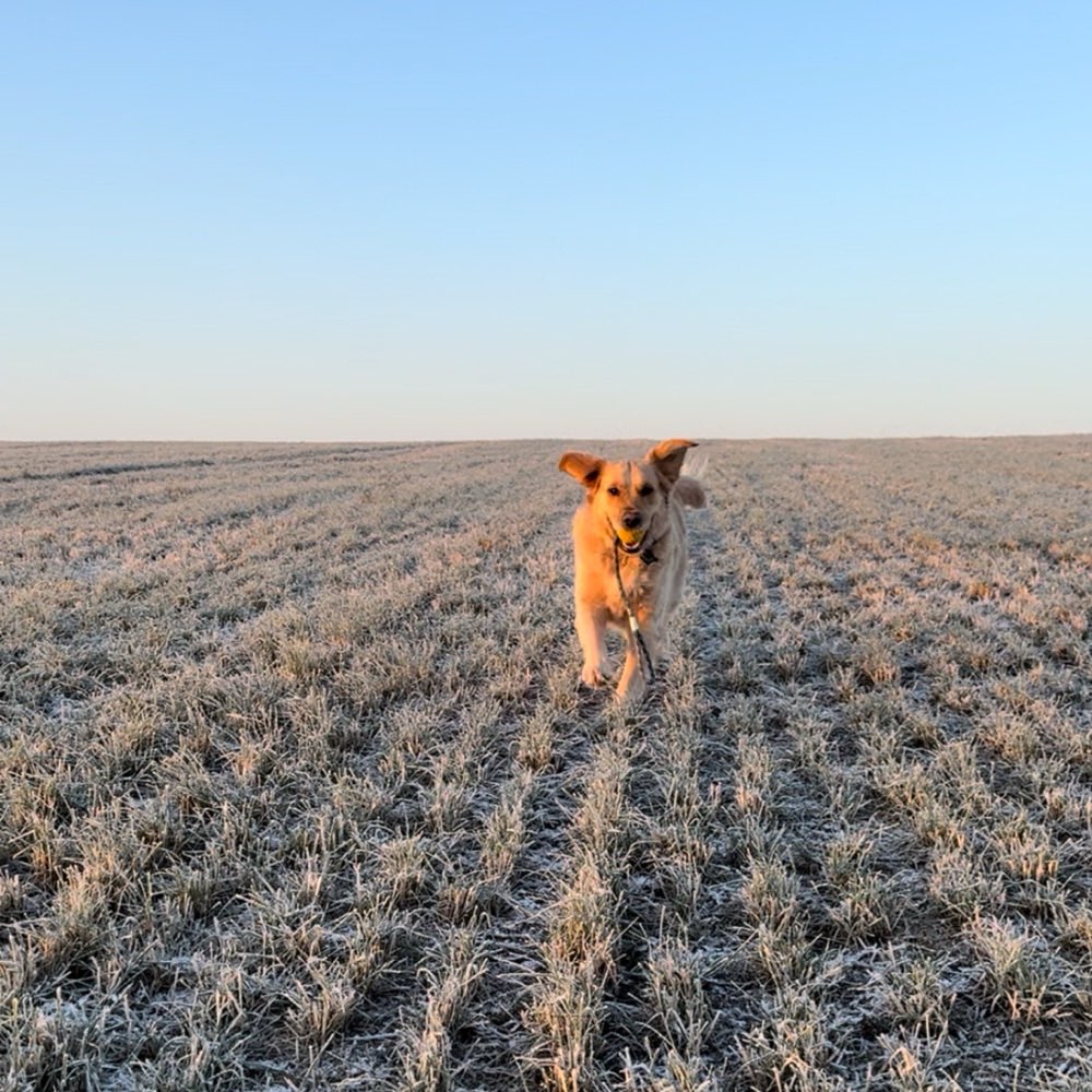 Hundetreffen-Spieltreff in Stenn 🐶-Profilbild