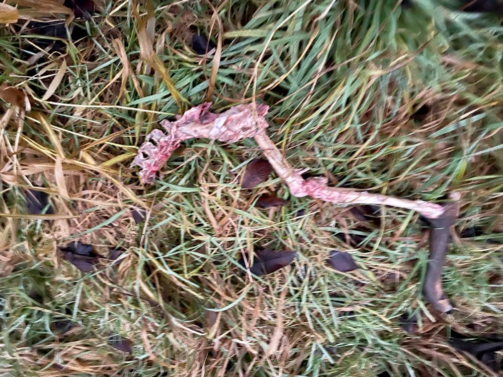 Giftköder-Rehkadaver-Profilbild