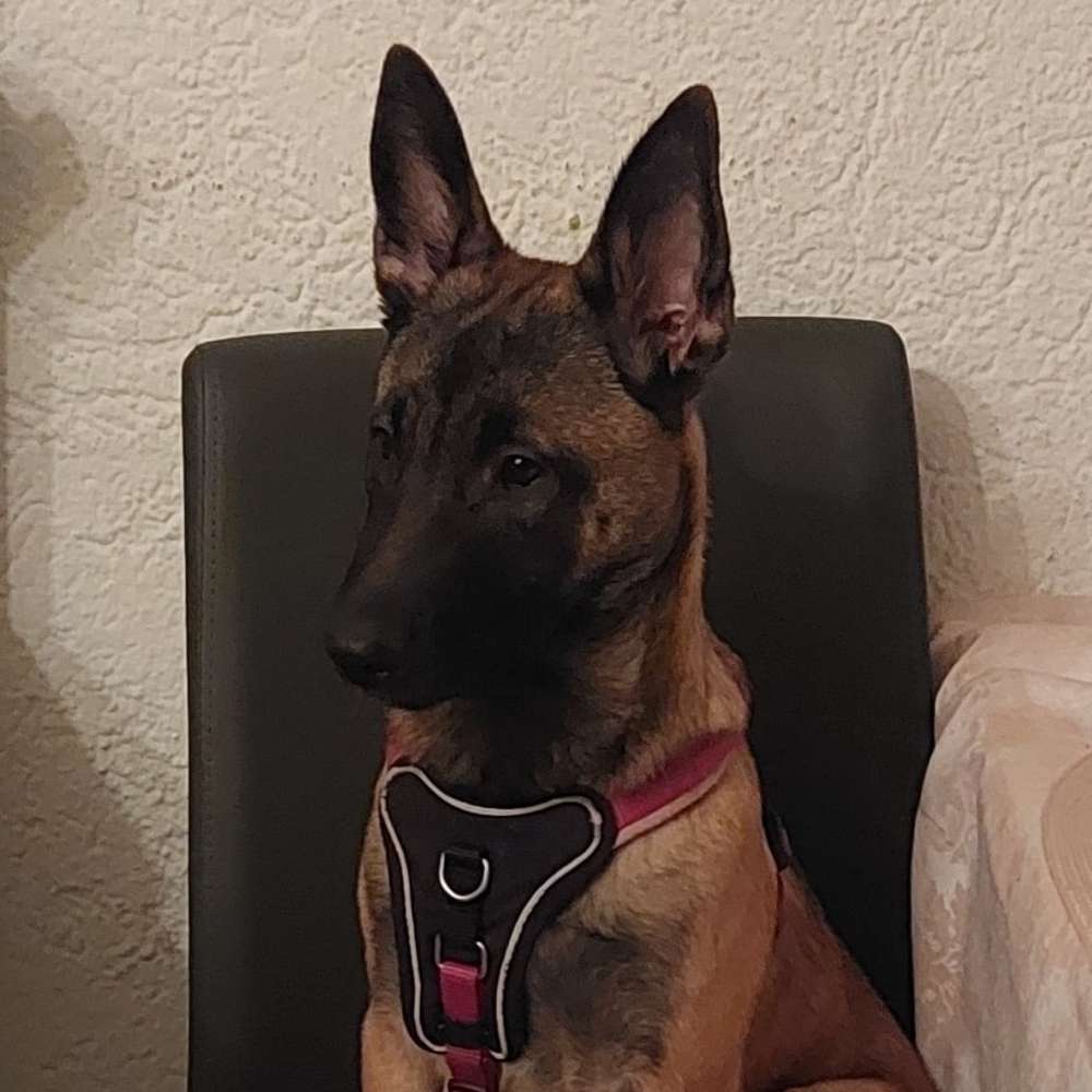 Hundetreffen-Spielgefährten für Luna gesucht.-Profilbild