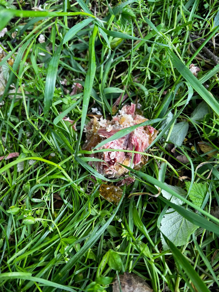 Giftköder-Dosenwurst im Gebüsch gefunden!-Profilbild