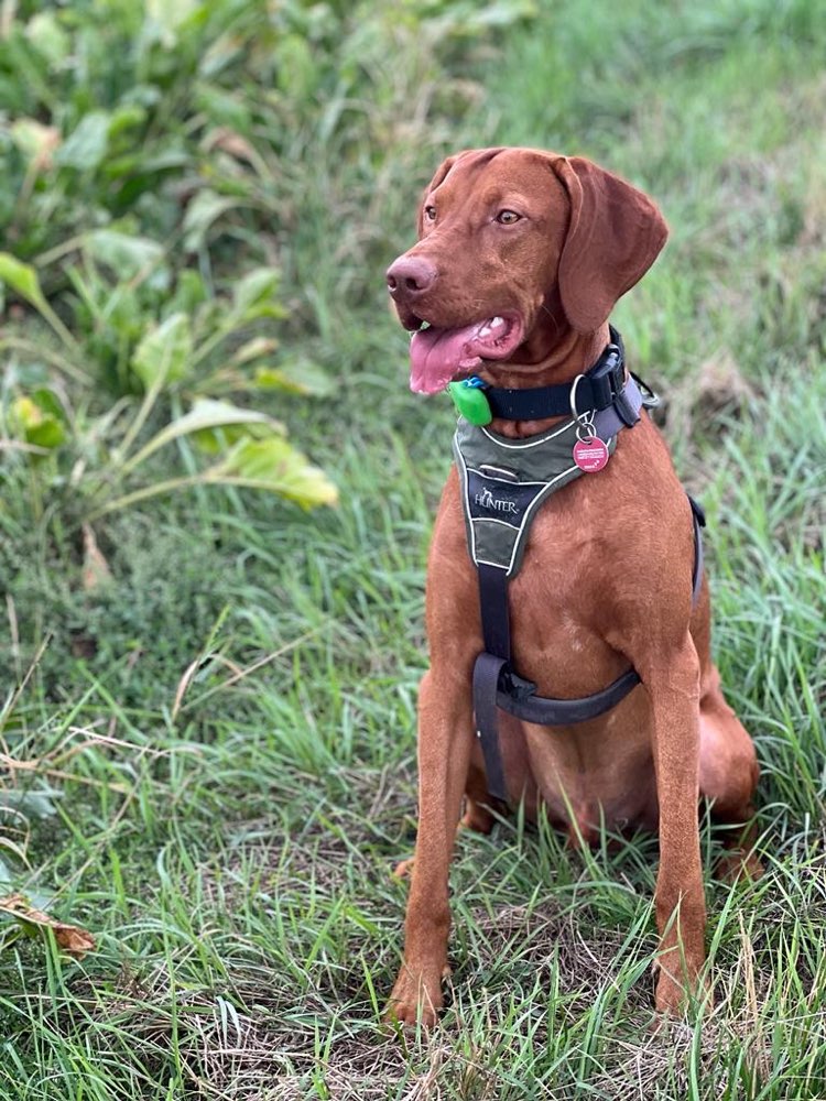 Hundetreffen-Ser Mormont-Profilbild