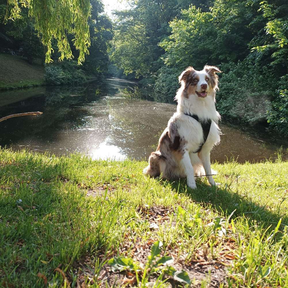 Hundetreffen-Spazier & Spielrunde-Profilbild