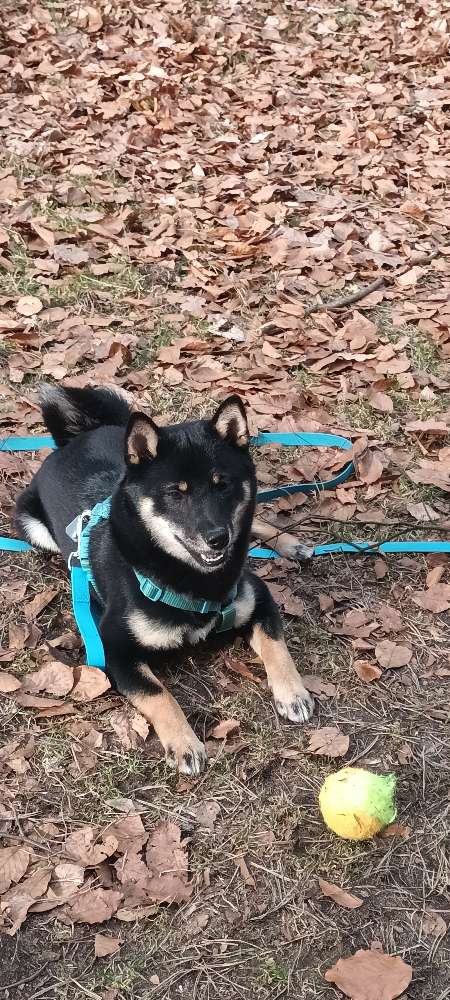 Hundetreffen-Spielpartner gesucht :)-Profilbild