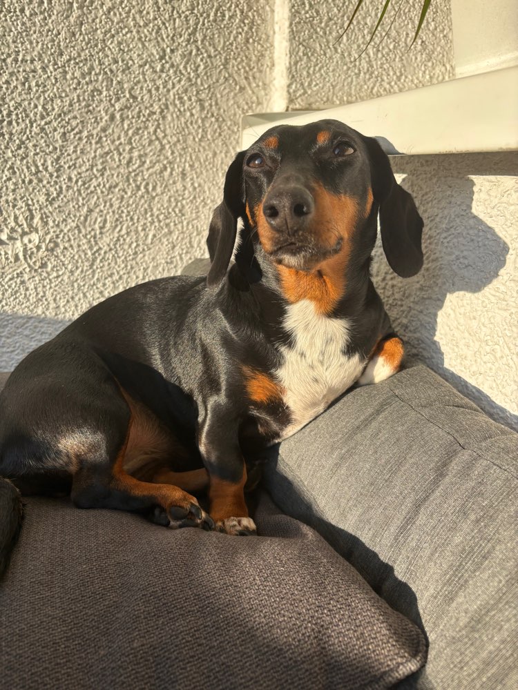 Hundetreffen-Dackeltreffen in Essen-Profilbild