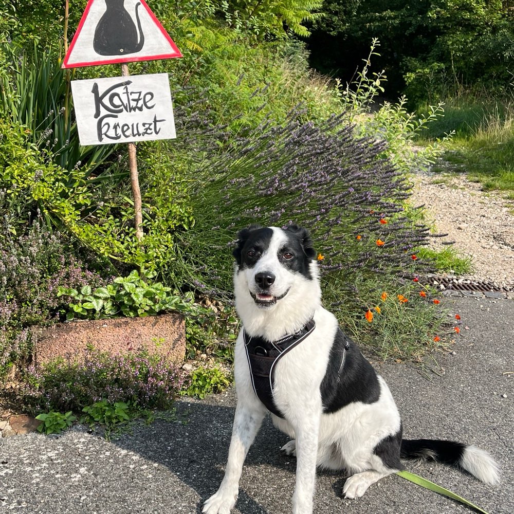 Hundetreffen-Gemeinsames Gassi gehen-Profilbild