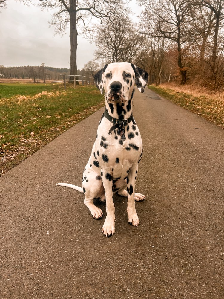 Hundetreffen-Spielkamerad gesucht-Profilbild