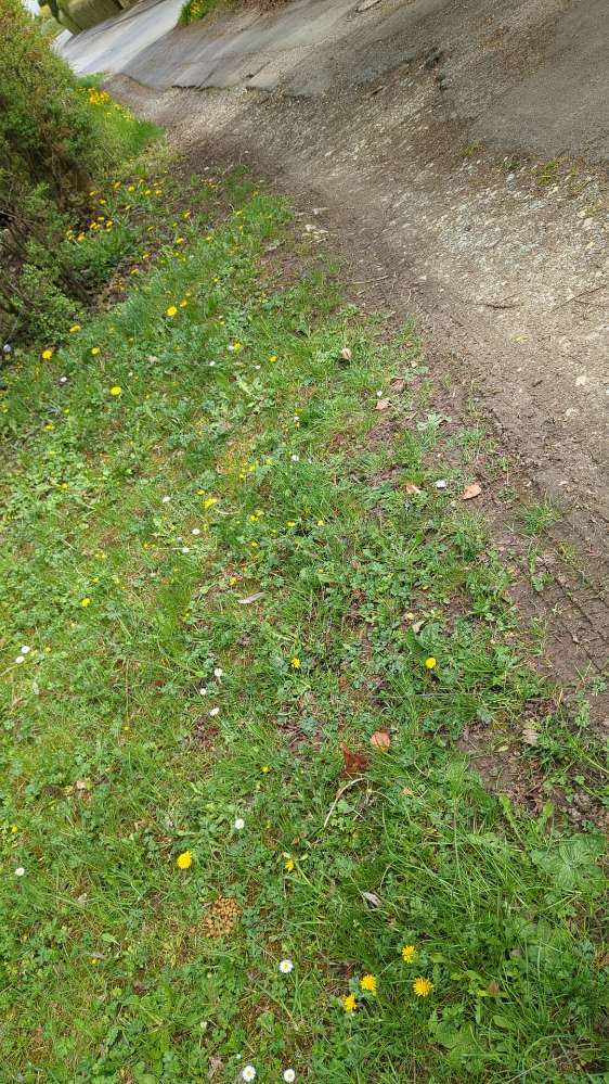 Giftköder-Verdacht auf Giftköder-Profilbild