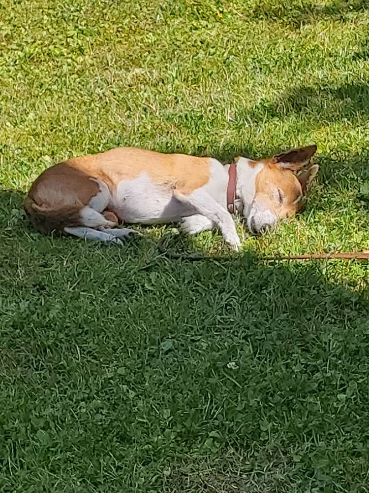 Hundetreffen-Sonntagsrunde-Profilbild